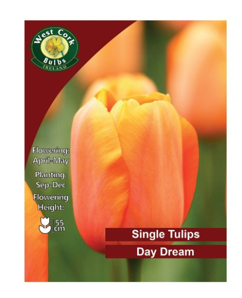 Tulip Daydream 35 Bulbs