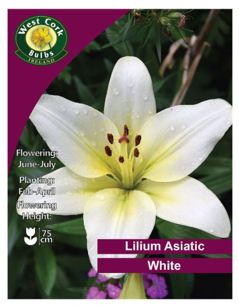 Lilium Asiatic White - 3 Bulbs