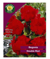 Begonia Double Red - 3 Bulbs