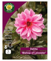 Dahlia Paeony Bishop Of Leicester