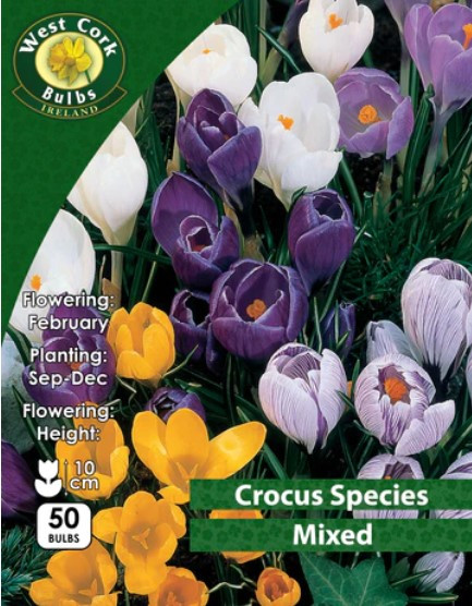 Crocus Species 'mixed Varieties' 50 Bulbs