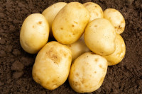Homeguard Seed Potatoes - First Earlies