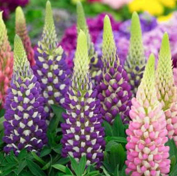 West Country Lupin 3l