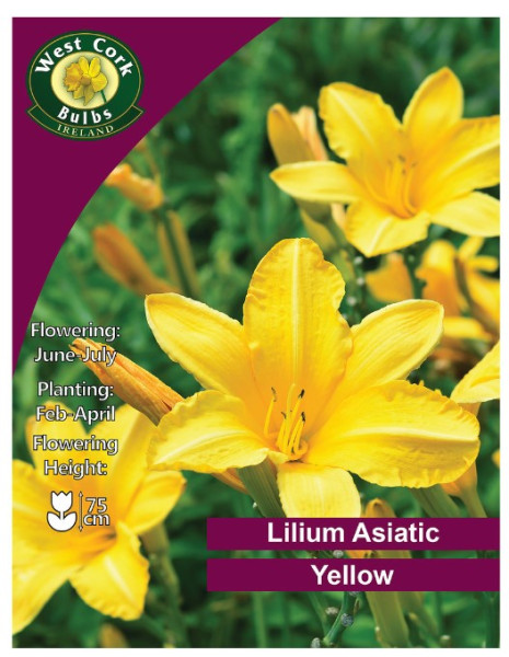 Lilium Asiatic Yellow - 3 Bulbs