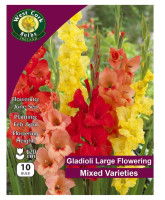 Gladioli Large Flowering Mixed - 10 Bulbs
