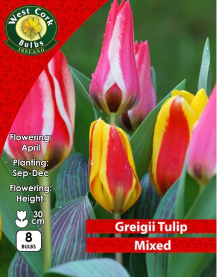 Mixed Dwarf Tulips Bulbs 35