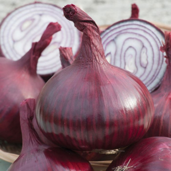Red Karmen Onion Sets - 500g