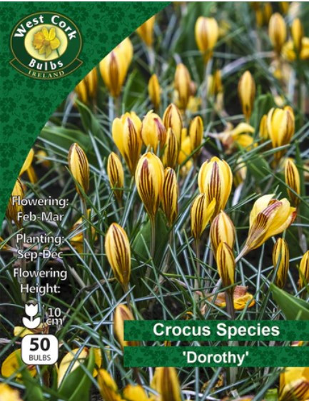 Crocus Species 'dorothy' 50 Bulbs