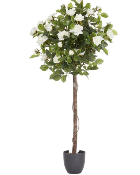 Regents White Rose Tree - 120cm
