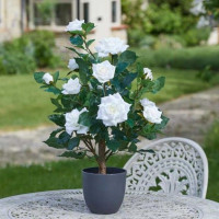 Regents White Rose Tree - 60cm