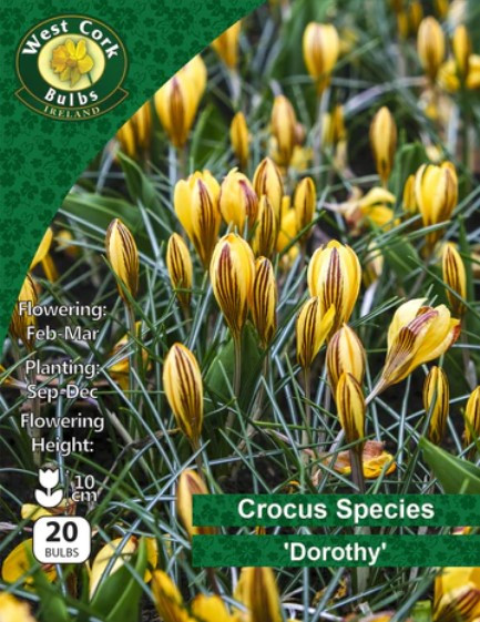 Crocus Species 'dorothy' 20 Bulbs