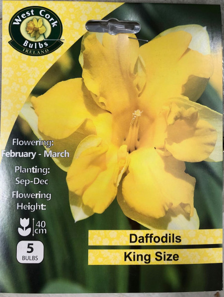 Daffodil Split Corona 'king Size' 5 Bulbs