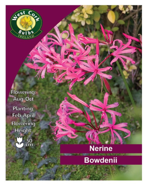 Nerine Bowdenii Pink - 3 Bulbs