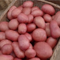Rooster Main Crop Seed Potatoes