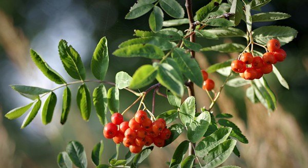 Rowan/Mountain Ash Tree - Sorbus Aucuparia