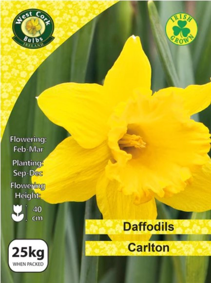 Daffodils Yellow Trumpet 'Carlton' 25kg