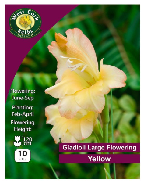 Gladioli Large Flowering Yellow - 10 Bulbs