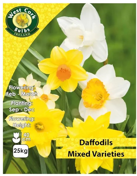 Mixed Daffodils 25kg