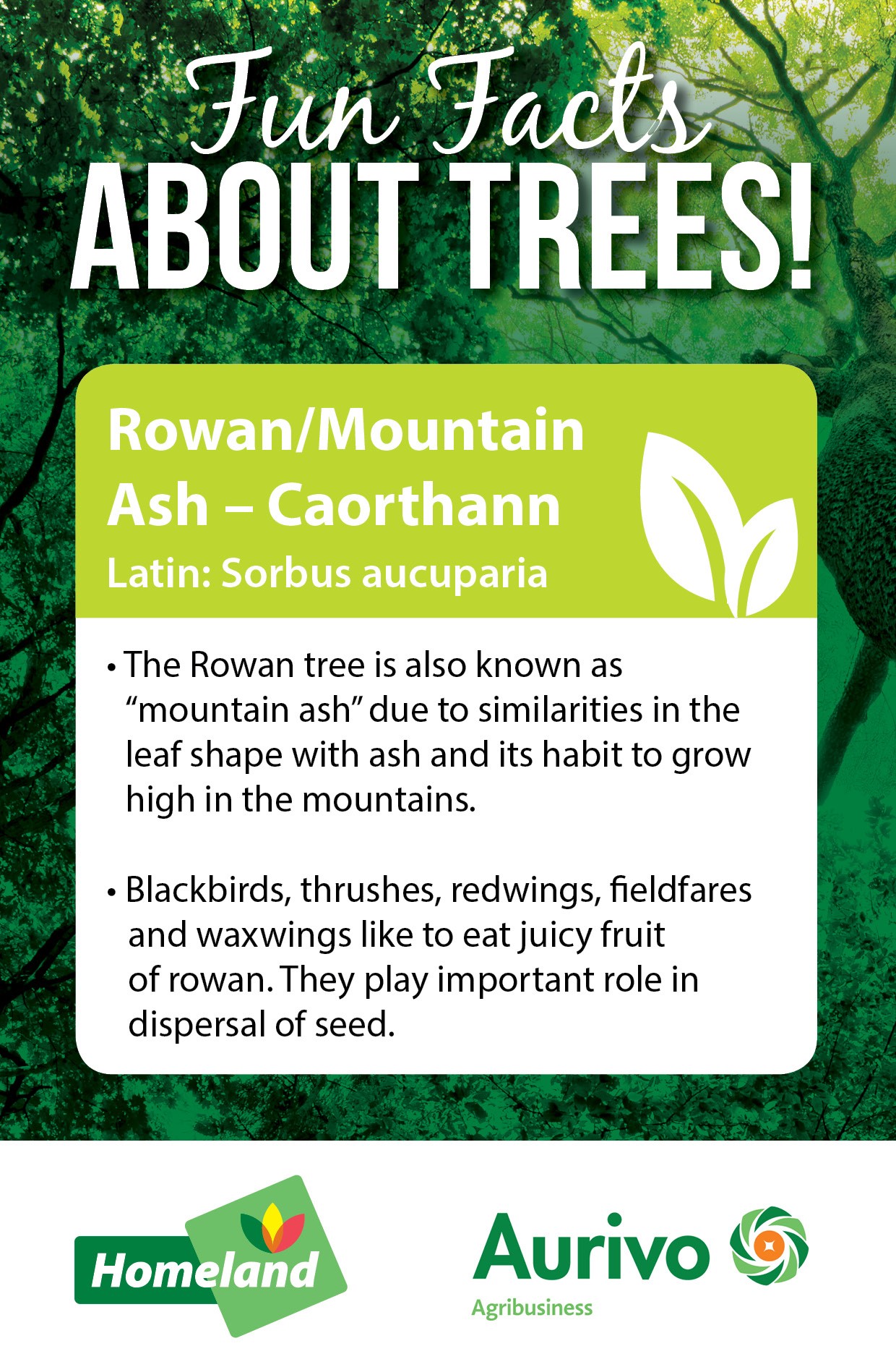Tree-Facts_RowanMLkWR2ljjb3Fd