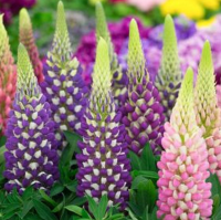 West Country Lupin 3l