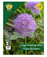 Allium Purple Sensation 20 Bulbs