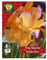 Wild Tulip Bright Gem 35 Bulbs
