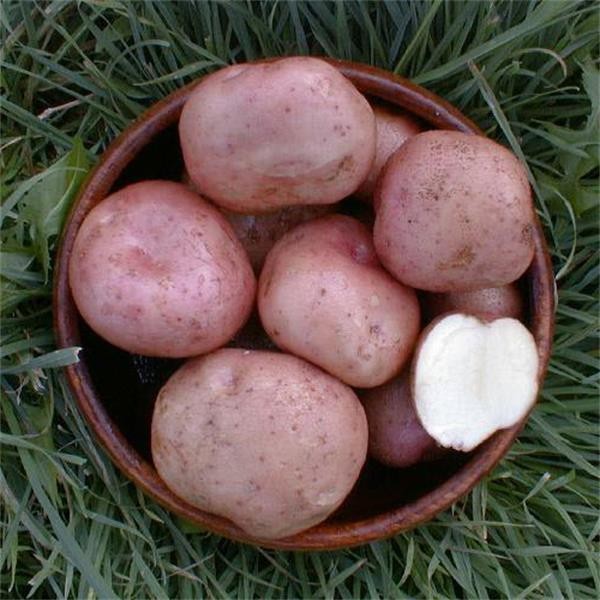 Kerrs Pink Seed Potatoes Maincrop