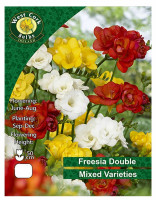 Freesia Double Flower Mixed - 10 Bulbs
