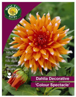 Dahlia Cactus Colour Spectacle