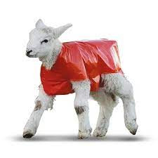 Lamb Covers - Biodegradable Plastic - Box of 100